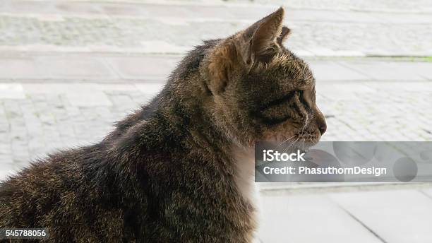 Kucing Coklat Duduk Di Jalan Berjalan Foto Stok - Unduh Gambar Sekarang