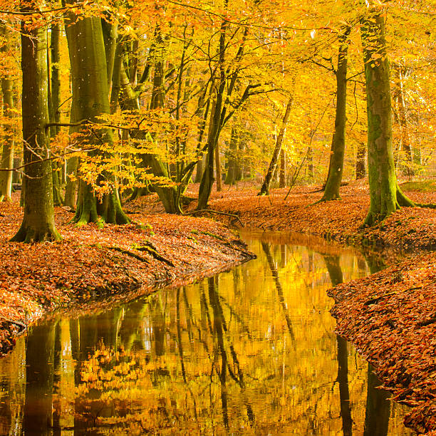 automne, hêtre forest creek - tree stream forest woods photos et images de collection