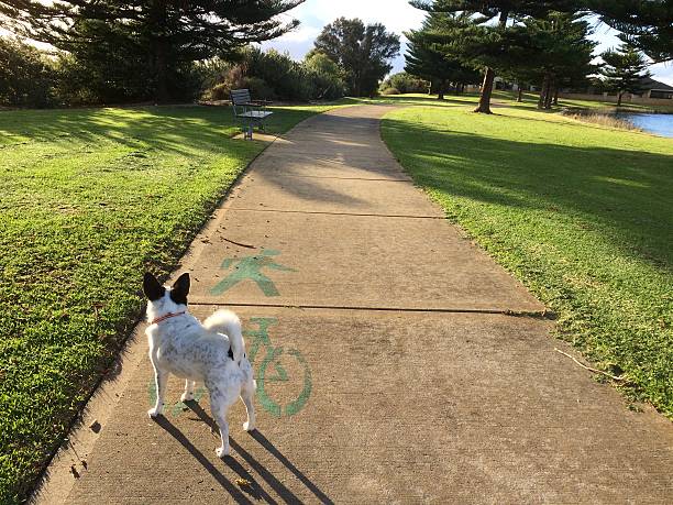 cão num parque - footpath small green white imagens e fotografias de stock