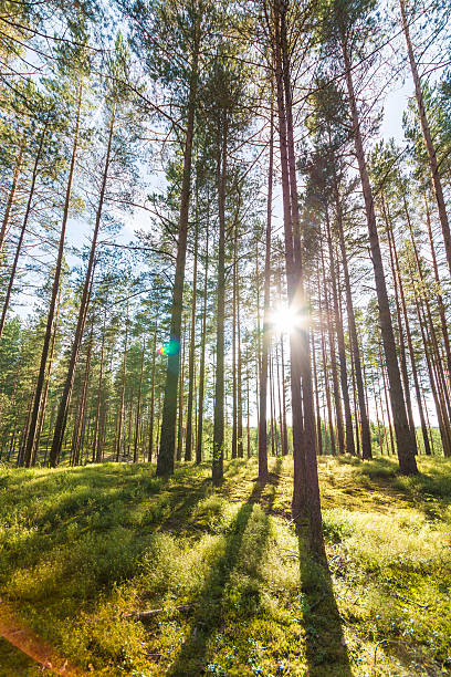 istock Beautiful green forest. Summer landscape. 545789580