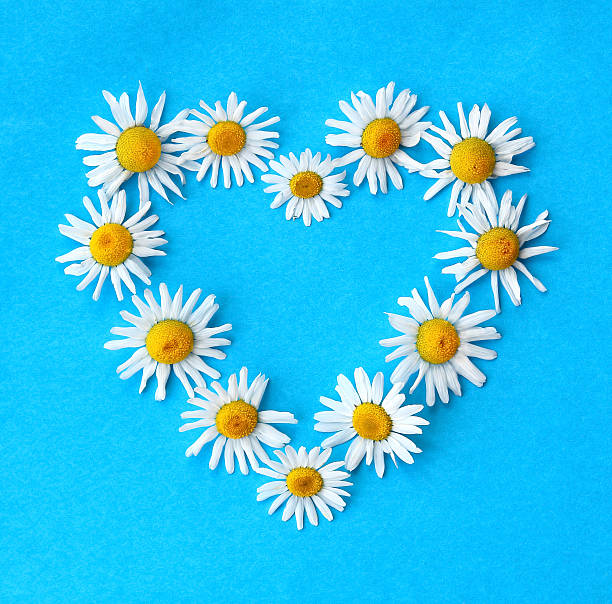 istock heart shape from a chamomile flower, on the blue background. 545790138