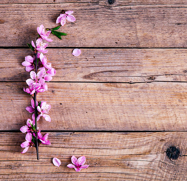 istock Peach blossom on old wooden background 545790406