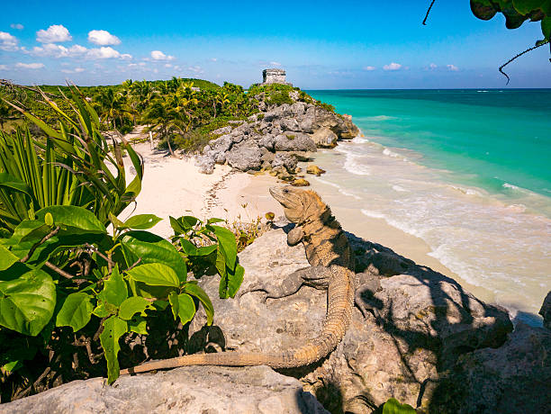 Iguana by the Tulum Ruins