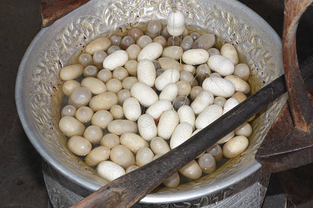 istock Close up shot Boiled cocoons pot 545790628