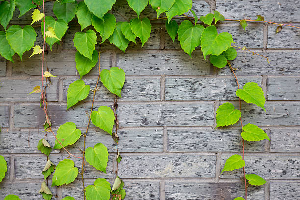 istock green climbing plant on brick wall 545790926