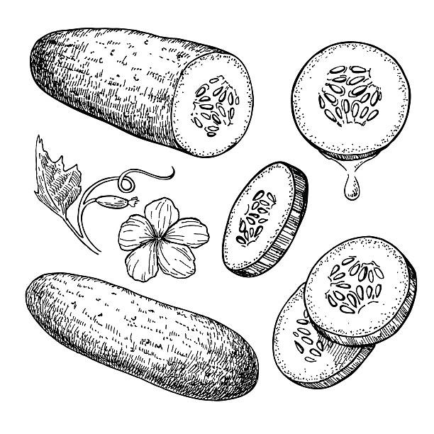 Cucumber hand drawn vector set. Isolated cucumber, sliced pieces Cucumber hand drawn vector set. Isolated cucumber, sliced pieces and plant. Vegetable engraved style illustration. Detailed vegetarian food drawing. Farm market product. cucumber slice stock illustrations