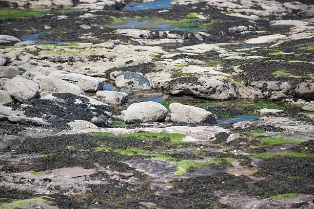 Camouflaged duck family, Seahouses, Northumberland UK A mother mallard has three ducklings with her, perfectly camouflaged against the rocks just left of the two big rocks, centre frame