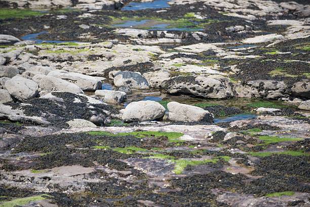 camouflaged duck family, northumberland uk - wildfowl imagens e fotografias de stock