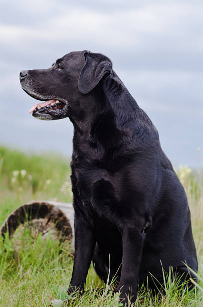 istock Black Labrador sitting in a summer field near the stump. 545792252