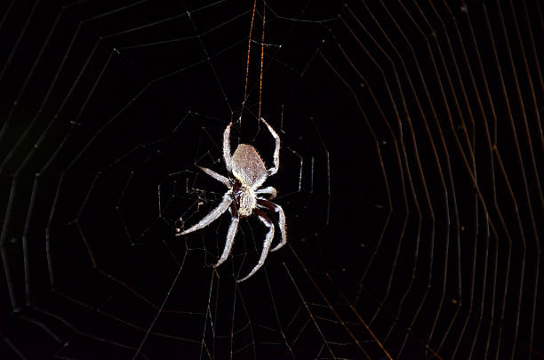 istock Australian female Garden orb weaver spider 545793848