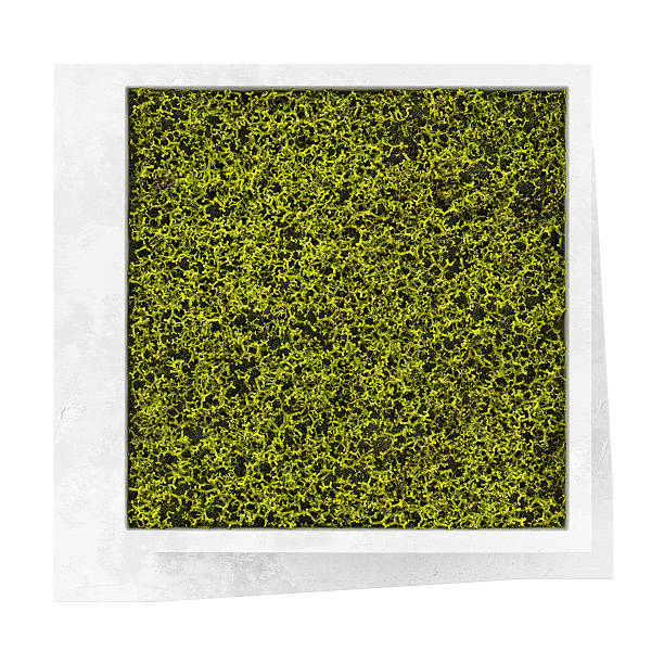 top view of square moss pot isolated on white background