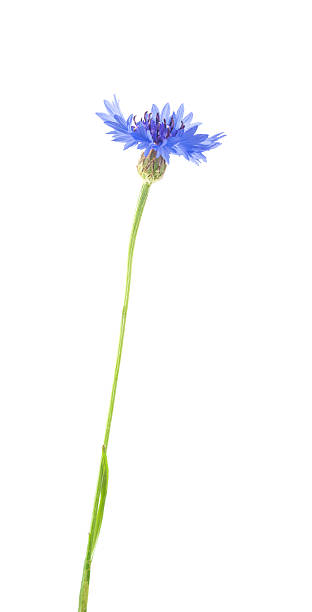 istock Blue and Cyan Colored Cornflower Isolated on White 545795840
