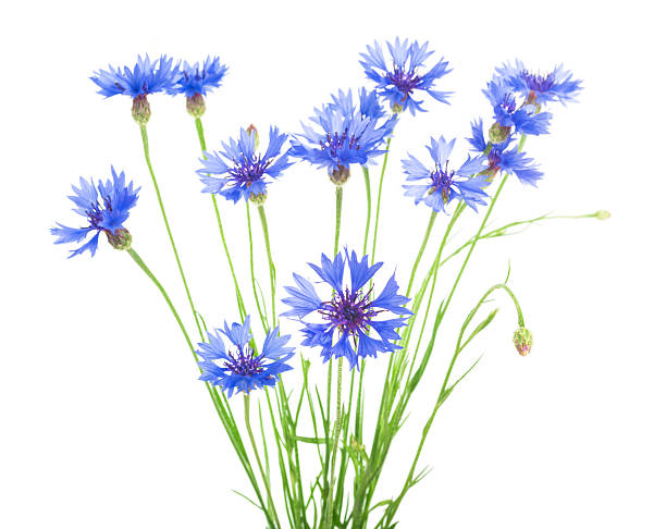 istock bouquet of cornflowers isolated on white background 545796034