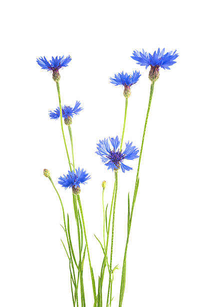 istock bouquet of cornflowers isolated on white background 545796222