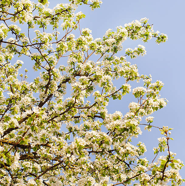 istock Bunches of white flowers blossoms. 545796416