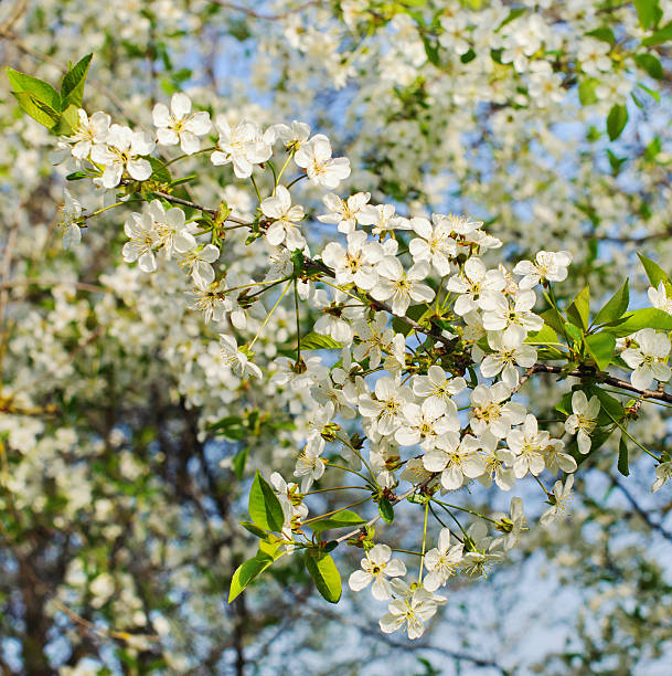 istock Bunches of white cherry blossoms. 545796458