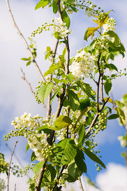 branch of bird cherry in front of  blue sky. branch of bird cherry in front of  blue sky. Spring. padus avium stock pictures, royalty-free photos & images