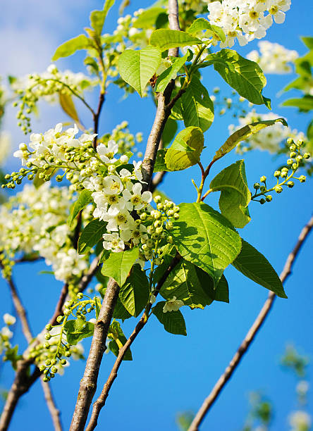 branch of bird cherry branch of bird cherry in front of  blue sky. padus avium stock pictures, royalty-free photos & images