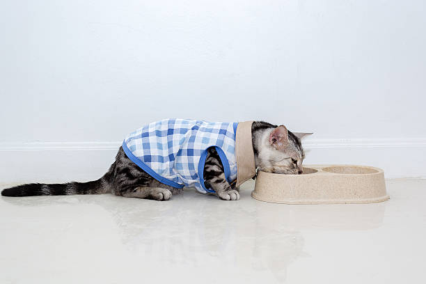 istock American shothair cat eating food with copy space 545797586