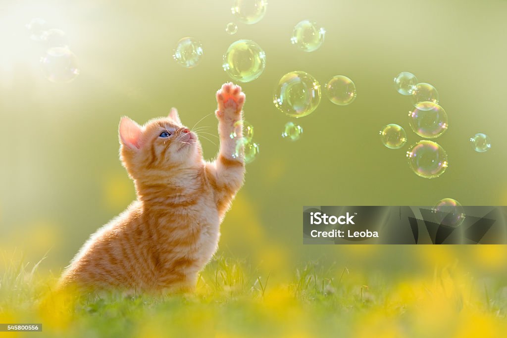jeune chaton jouant avec des bulles de savon, des bulles sur prairie - Photo de Chat domestique libre de droits