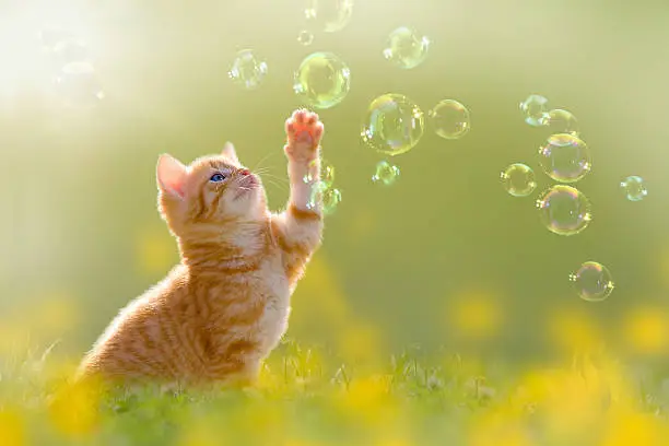 Photo of young kitten playing with soap bubbles, bubbles on meadow