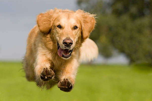 Golden Retriever jumping over a green meadow Golden Retriever jumping over a green meadow with blue sky dog running stock pictures, royalty-free photos & images