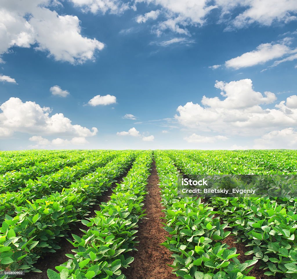 Agricultural landscape Rows on the field. Agricultural landscape in the summer time Agricultural Field Stock Photo