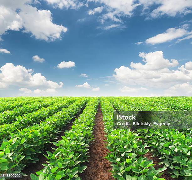 Agricultural Landscape Stock Photo - Download Image Now - Agricultural Field, Green Color, Soybean