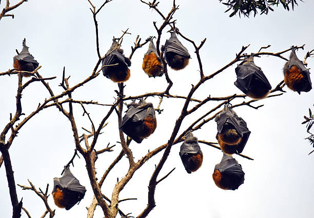 istock Colony of sleeping grey headed flying foxes 545801362