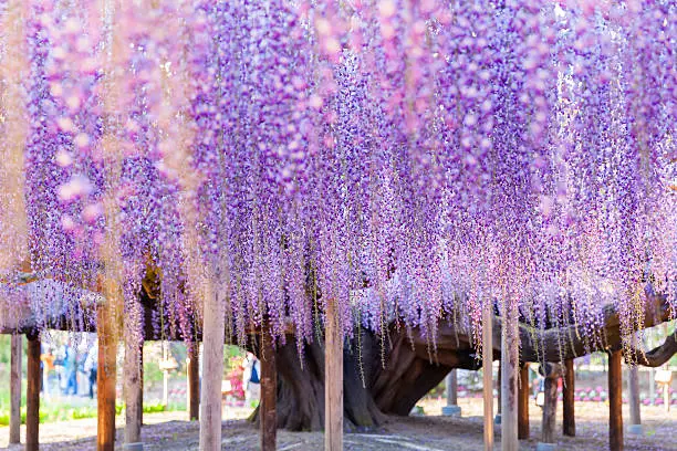 Beauty rooted in the large wisteria trellis , 150 year old wisteria