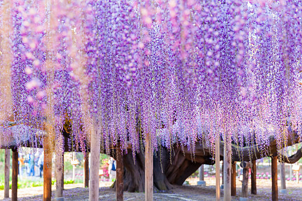 beauty rooted in the large wisteria trellis - wisteria imagens e fotografias de stock