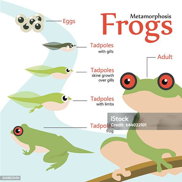 Metamorphosis Life Cycle Of A Frog Vector Illustration Stock Illustration - Download Image Now