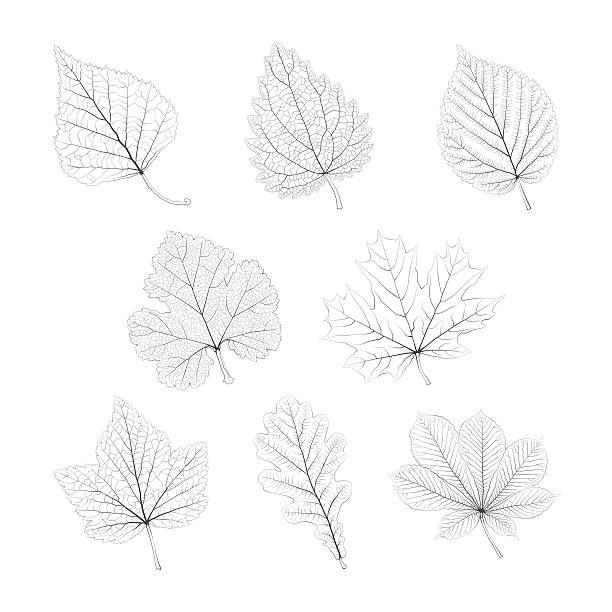 ilustraciones, imágenes clip art, dibujos animados e iconos de stock de conjunto de hojas individuales monocromáticas aisladas vectoriales - leaf vein leaf plant macro