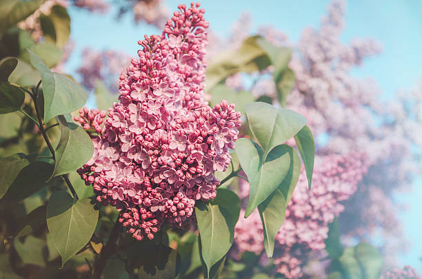 istock Floral spring purple lilac flower in sunlight background. Summer park 545802902