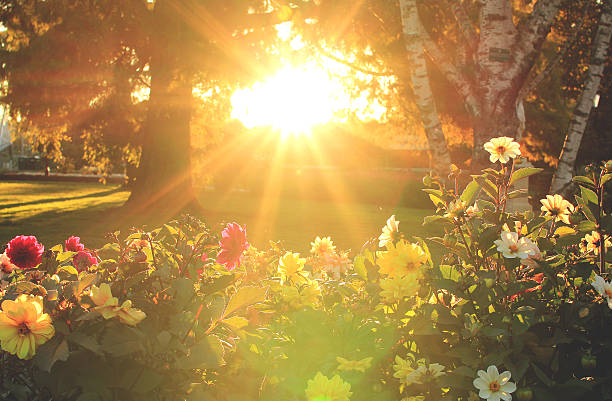 花と夕日 - golden daisy ストックフォトと画像