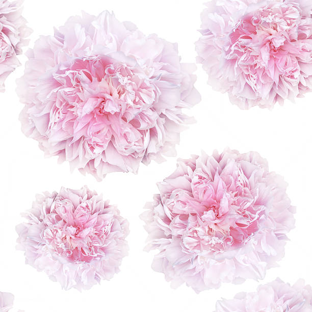istock seamless pattern of pale pink peonies luxury fresh 545804966