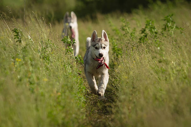 istock Siberian Husky playing on the grass in the field. 545805338