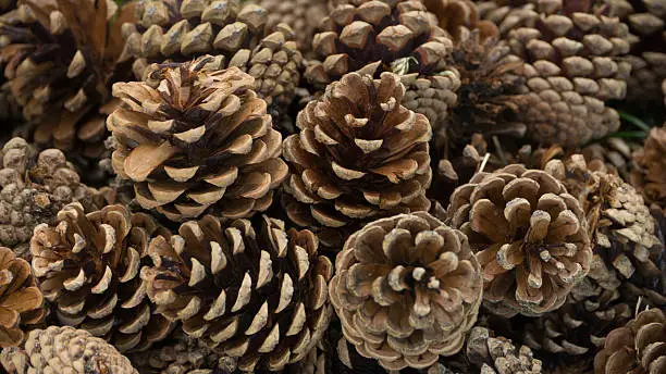 Conifer cone