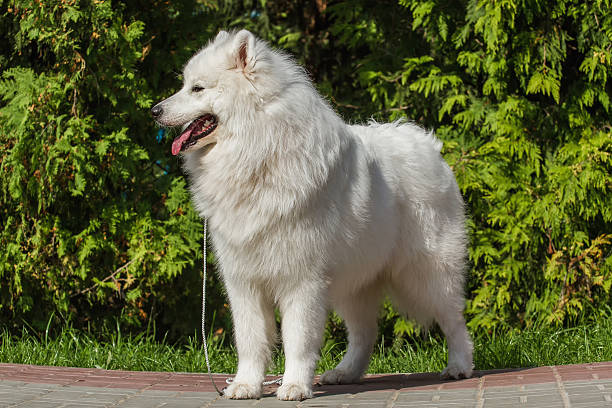 istock Portrait of Samoyed closeup. Sled dogs. 545807946