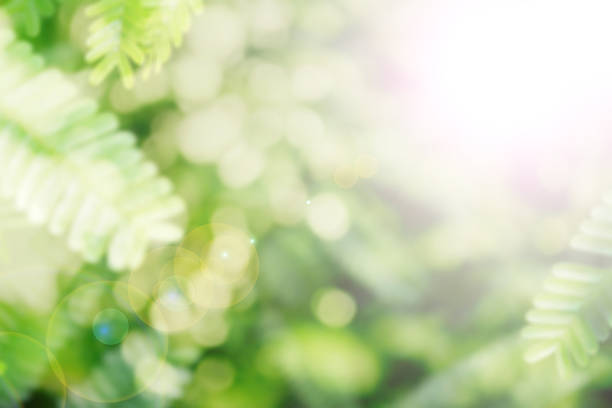 istock green light and leaves bokeh background 545807994