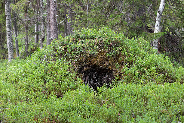 Bear's den An abandoned den of a bear deep in the woods burrow stock pictures, royalty-free photos & images