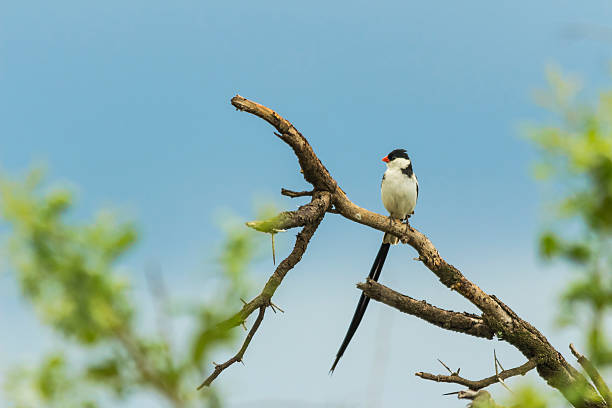 istock Pintailed Whydah sitting on a branch 545808616