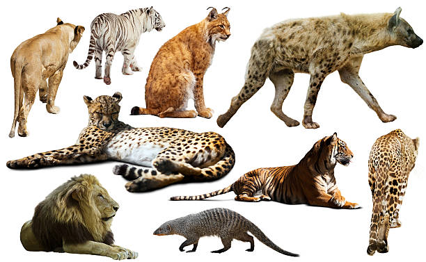 istock Set of African predators isolated over white 545809496