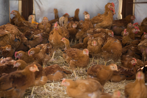 Vew on crowded laying chickens on poultry farm