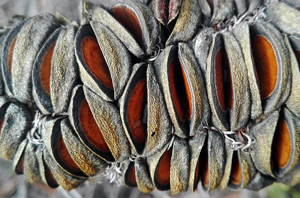Cone (seed pod) of an Australian Old Man Banksia Tree (Banksia serrata)