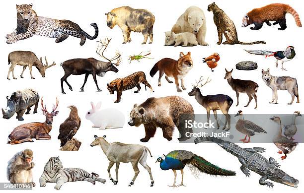 Asia Animals Isolated Stock Photo - Download Image Now - Cut Out, Meowing,  Amphibian - iStock