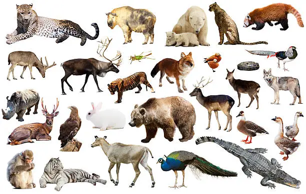 Photo of asia animals isolated