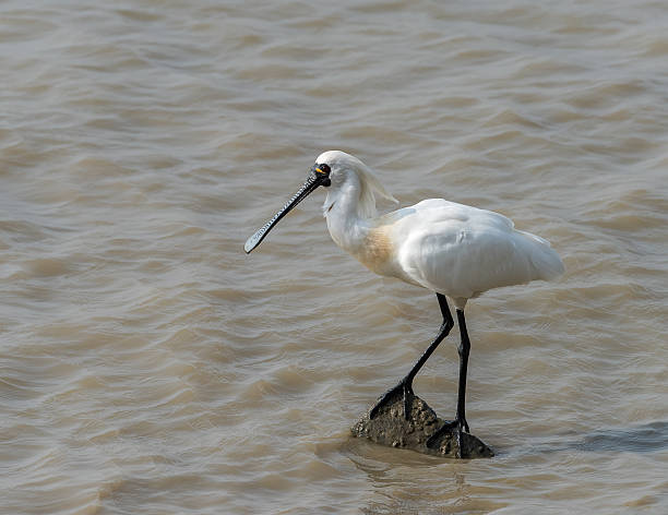 블랙힐스 단열재에 노랑부리저어새 in 센첸 china, - black faced spoonbill 뉴스 사진 이미지