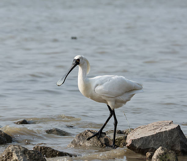 블랙힐스 단열재에 노랑부리저어새 in 센첸 china, - black faced spoonbill 뉴스 사진 이미지