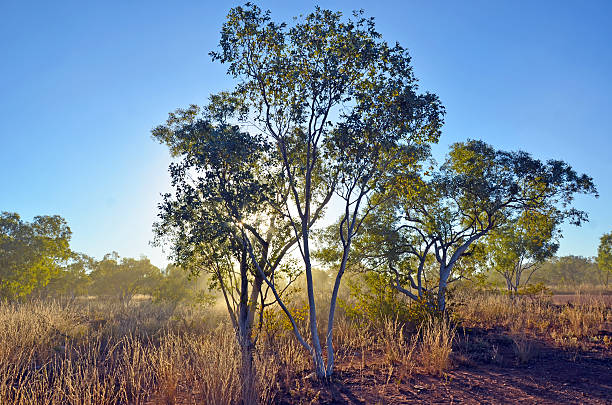 Sunlight shining through dust and woodland in northern Queensland, outback Australia